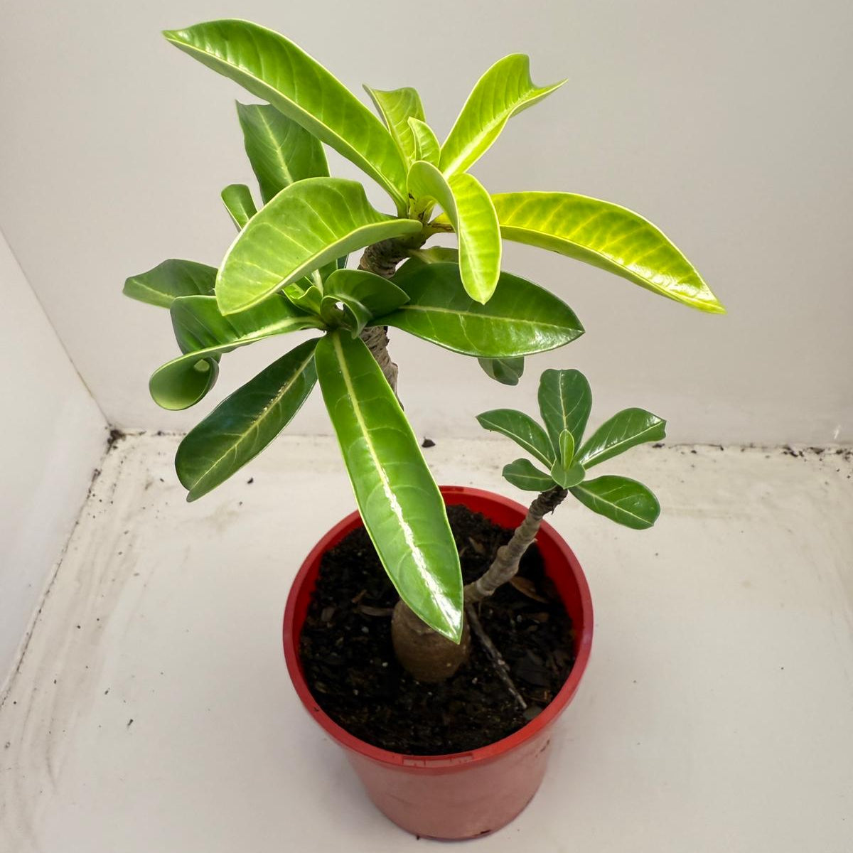 Desert grafted 2 in one - #11 and #46 |140mm