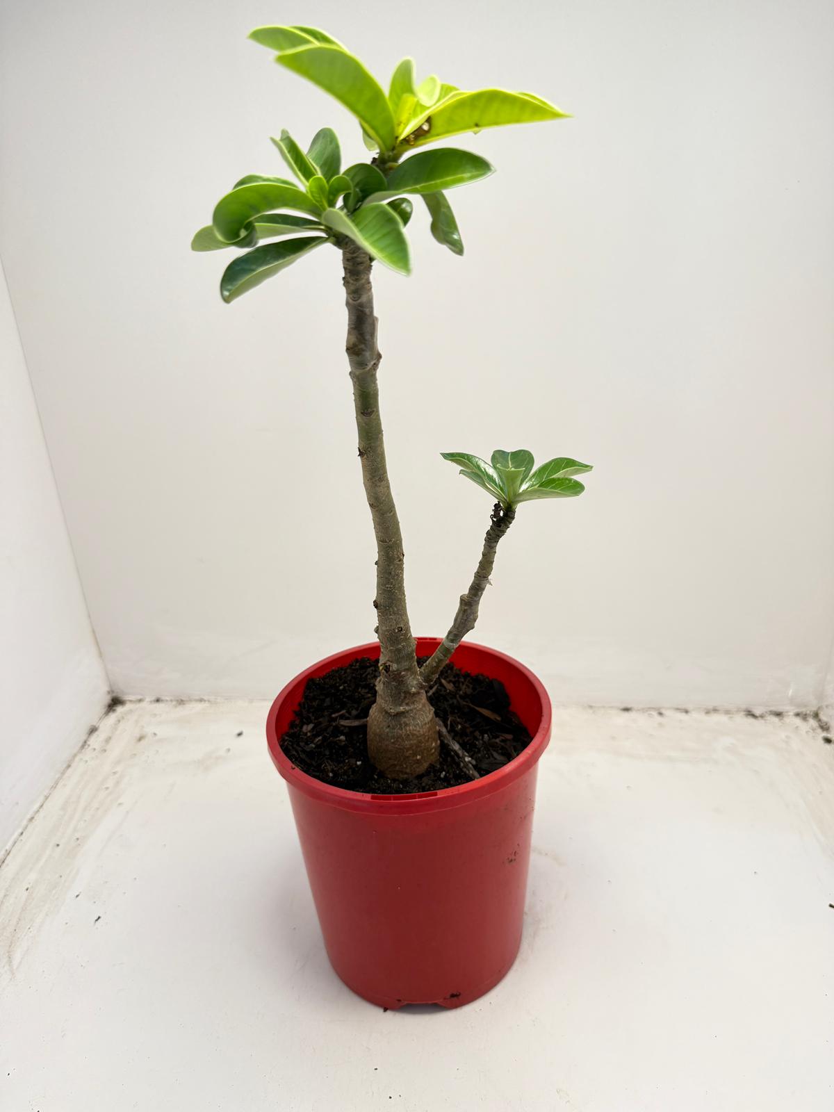 Desert grafted 2 in one - #11 and #46 |140mm