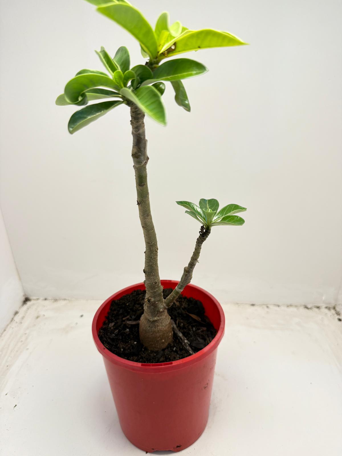 Desert grafted 2 in one - #11 and #46 |140mm