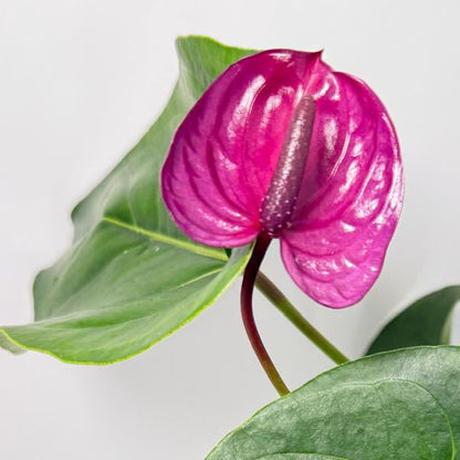 Anthurium ‘Utah Purple’ - 100mm With Pot