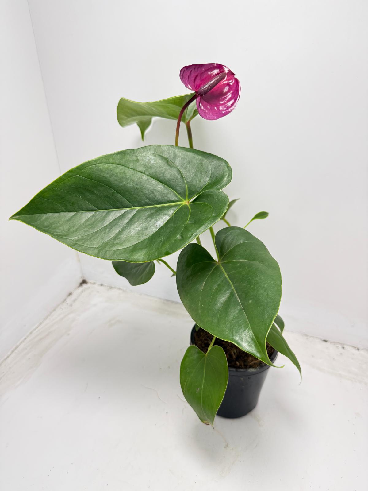 Anthurium ‘Utah Purple’ - 100mm With Pot