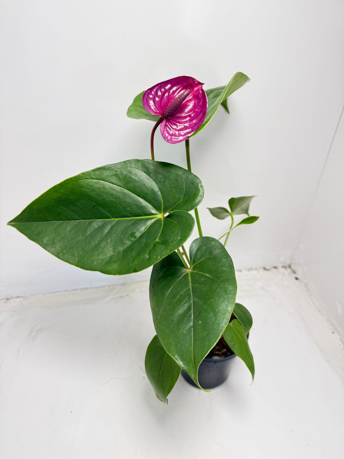 Anthurium ‘Utah Purple’ - 100mm With Pot
