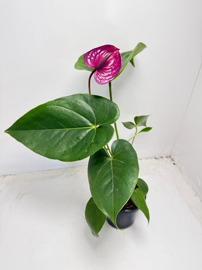Anthurium ‘Utah Purple’ - 100mm With Pot