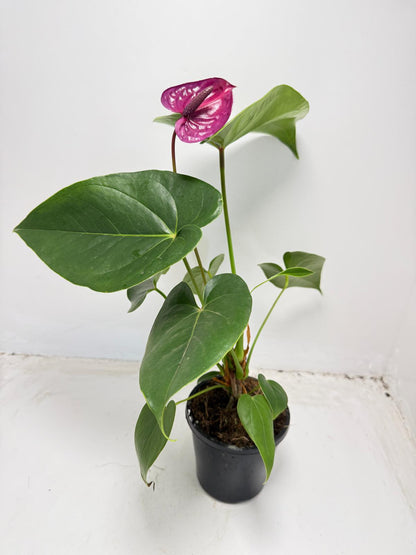 Anthurium ‘Utah Purple’ - 100mm With Pot