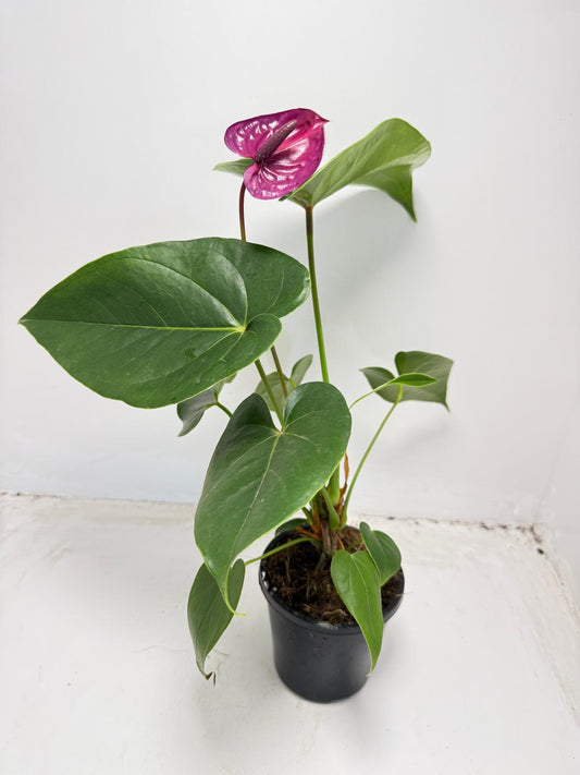 Anthurium ‘Utah Purple’ - 100mm With Pot