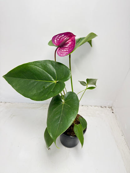 Anthurium ‘Utah Purple’ - 100mm With Pot
