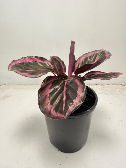 Calathea ‘Red Mojo’ – Vibrant, Easy-to-Care Houseplant| 100mm