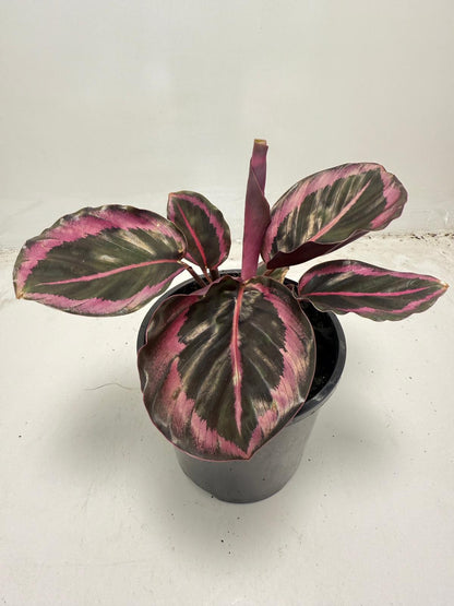 Calathea ‘Red Mojo’ – Vibrant, Easy-to-Care Houseplant| 100mm