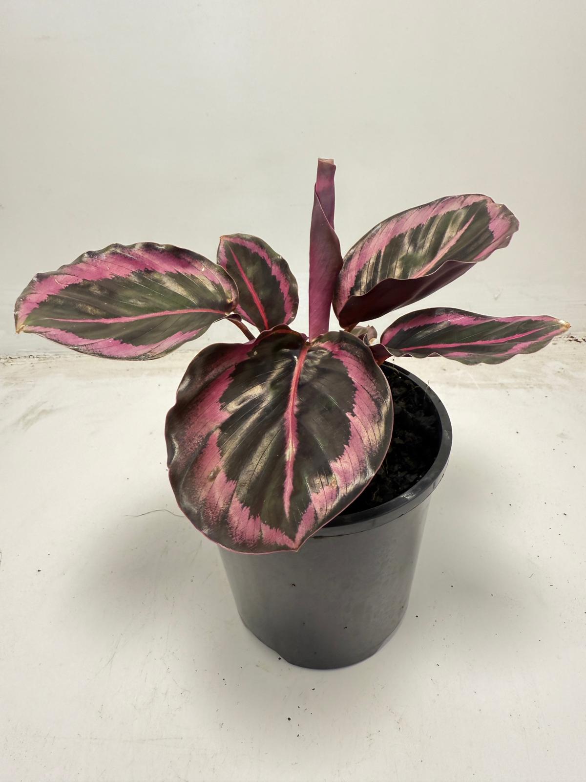 Calathea ‘Red Mojo’ – Vibrant, Easy-to-Care Houseplant| 100mm