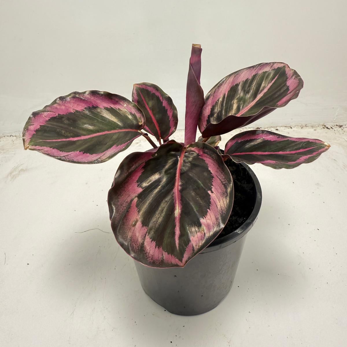 Calathea ‘Red Mojo’ – Vibrant, Easy-to-Care Houseplant| 100mm