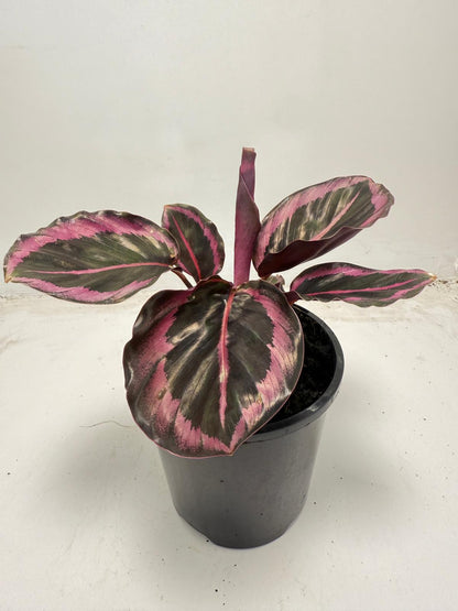 Calathea ‘Red Mojo’ – Vibrant, Easy-to-Care Houseplant| 100mm