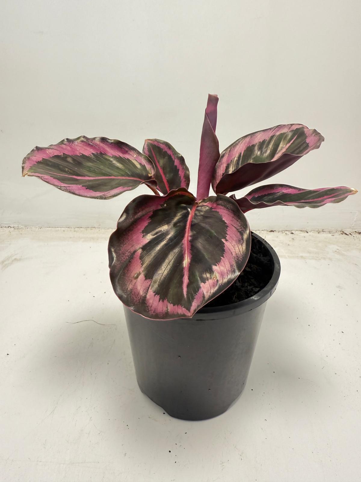 Calathea ‘Red Mojo’ – Vibrant, Easy-to-Care Houseplant| 100mm