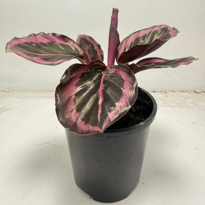Calathea ‘Red Mojo’ – Vibrant, Easy-to-Care Houseplant| 100mm