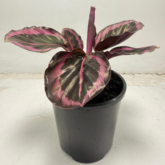 Calathea ‘Red Mojo’ – Vibrant, Easy-to-Care Houseplant| 100mm