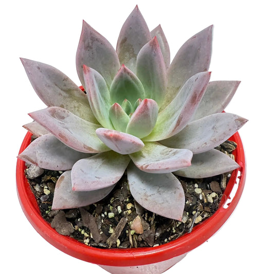 Buy Echeveria ‘Champagne Pink Purple’ – Elegant Rosette Plant|130mm