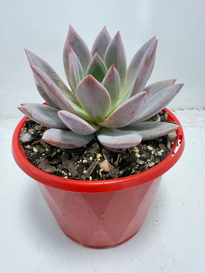 Buy Echeveria ‘Champagne Pink Purple’ – Elegant Rosette Plant|130mm