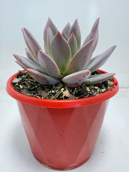 Buy Echeveria ‘Champagne Pink Purple’ – Elegant Rosette Plant|130mm