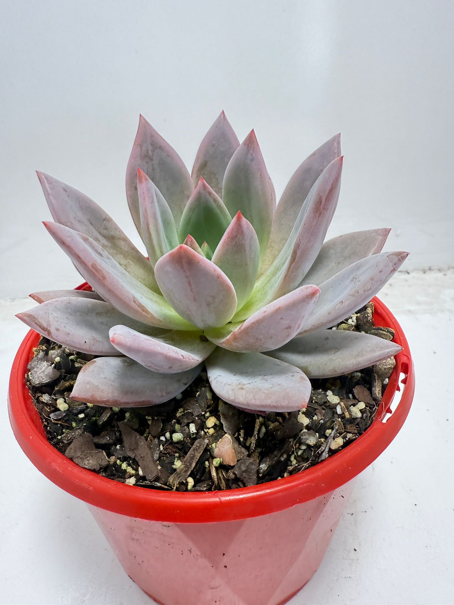 Buy Echeveria ‘Champagne Pink Purple’ – Elegant Rosette Plant|130mm