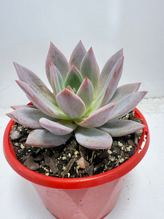 Buy Echeveria ‘Champagne Pink Purple’ – Elegant Rosette Plant|130mm