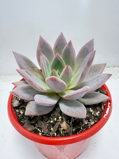 Buy Echeveria ‘Champagne Pink Purple’ – Elegant Rosette Plant|130mm