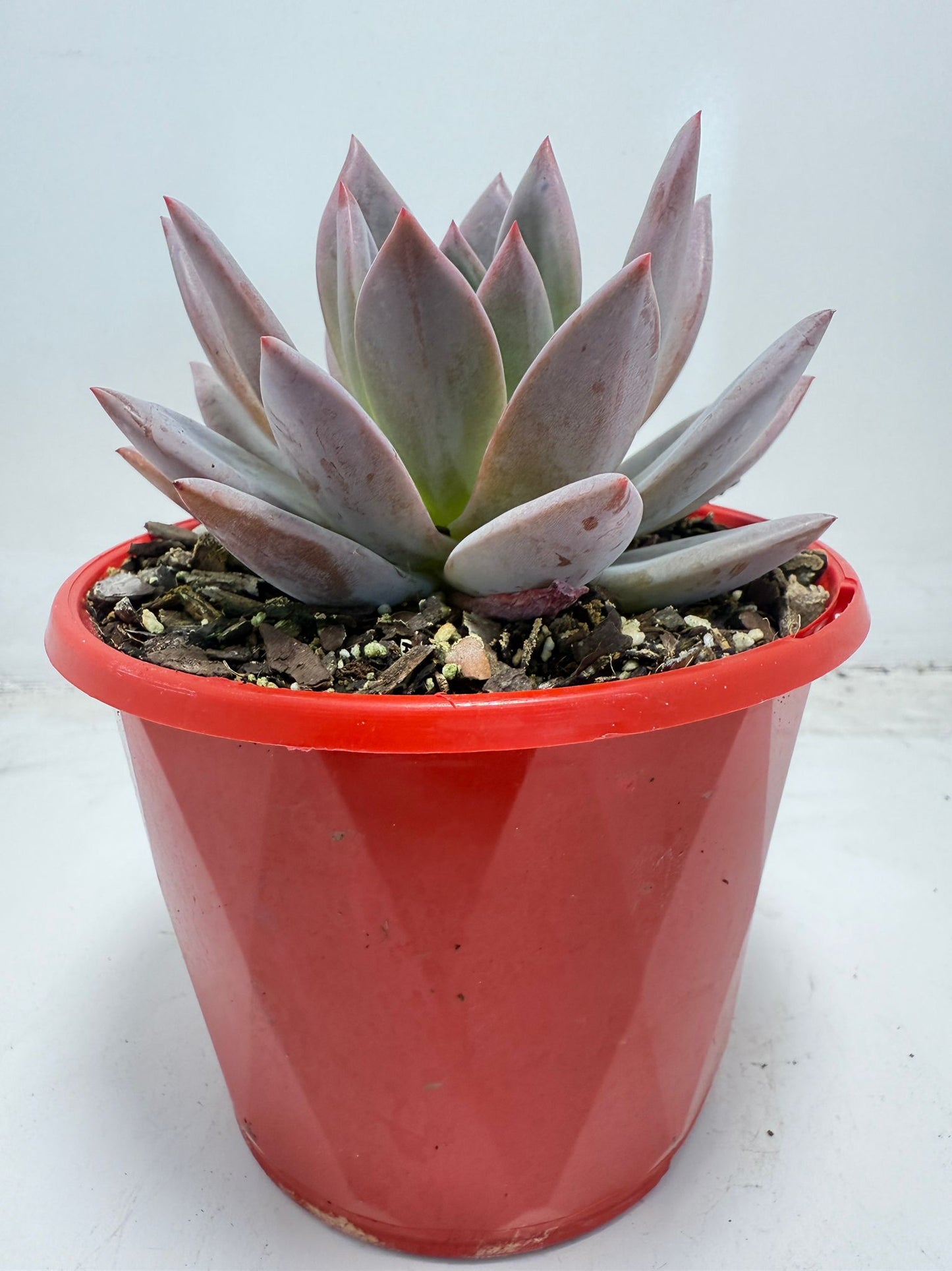 Buy Echeveria ‘Champagne Pink Purple’ – Elegant Rosette Plant|130mm