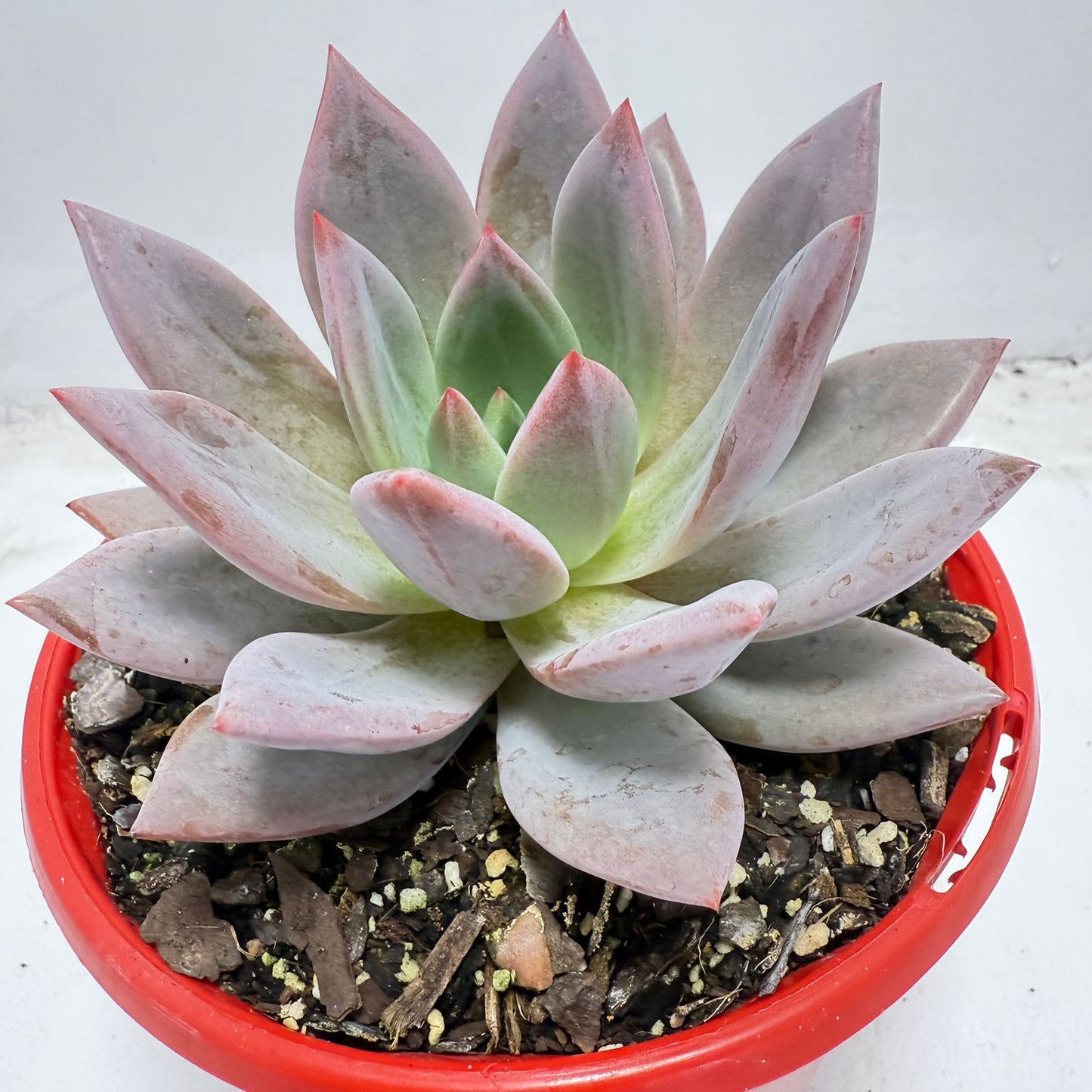 Buy Echeveria ‘Champagne Pink Purple’ – Elegant Rosette Plant|130mm