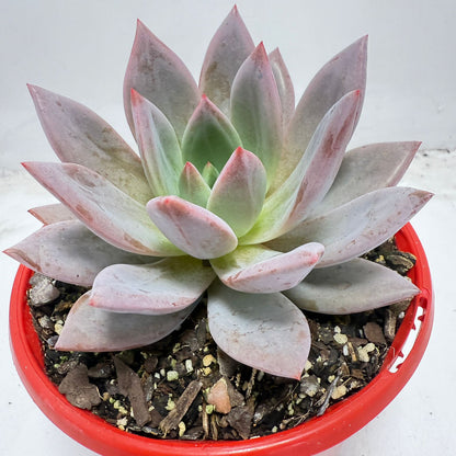 Buy Echeveria ‘Champagne Pink Purple’ – Elegant Rosette Plant|130mm