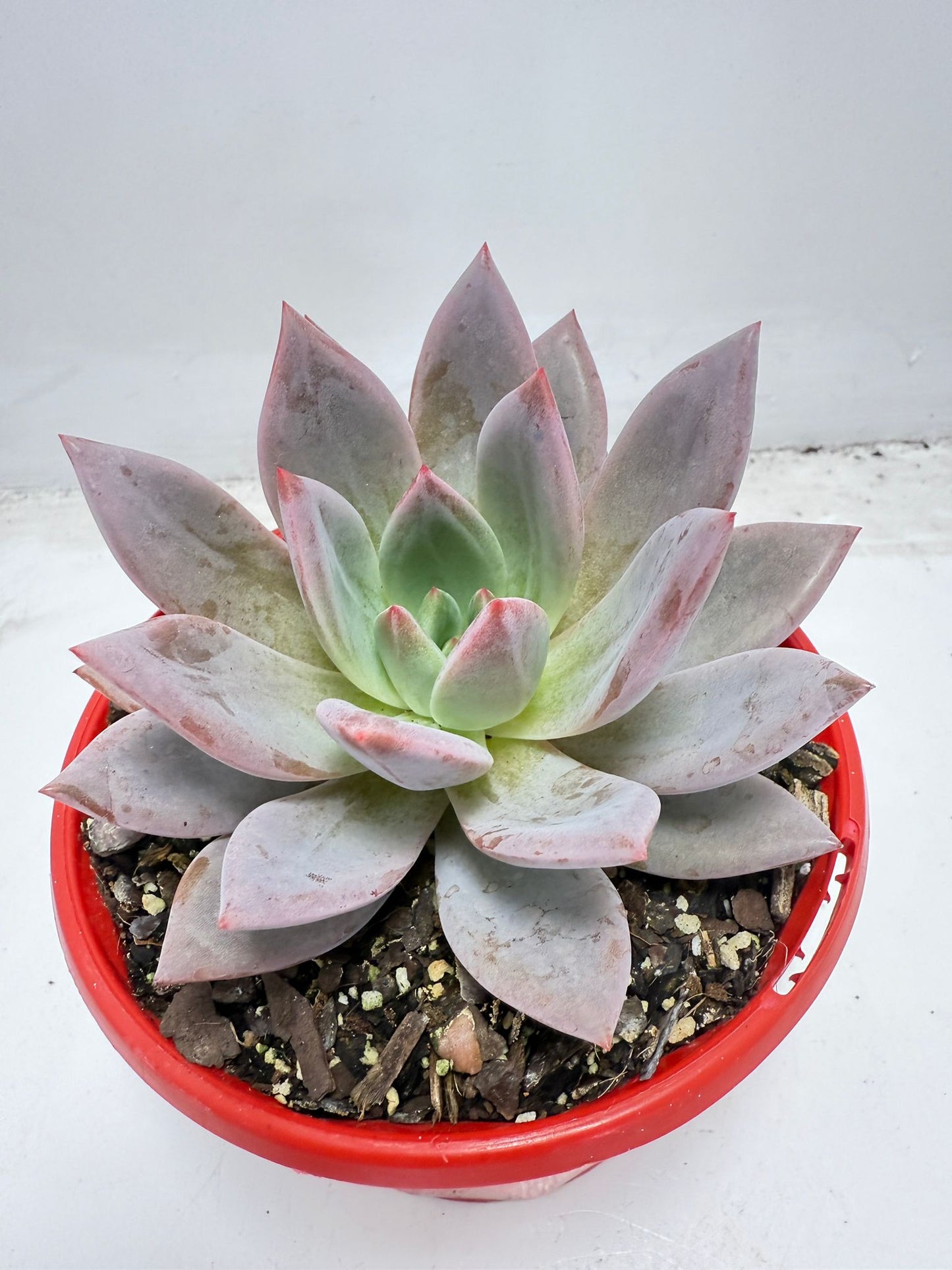 Buy Echeveria ‘Champagne Pink Purple’ – Elegant Rosette Plant|130mm