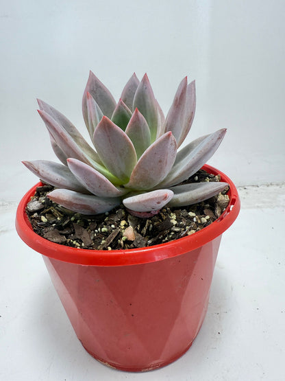 Buy Echeveria ‘Champagne Pink Purple’ – Elegant Rosette Plant|130mm