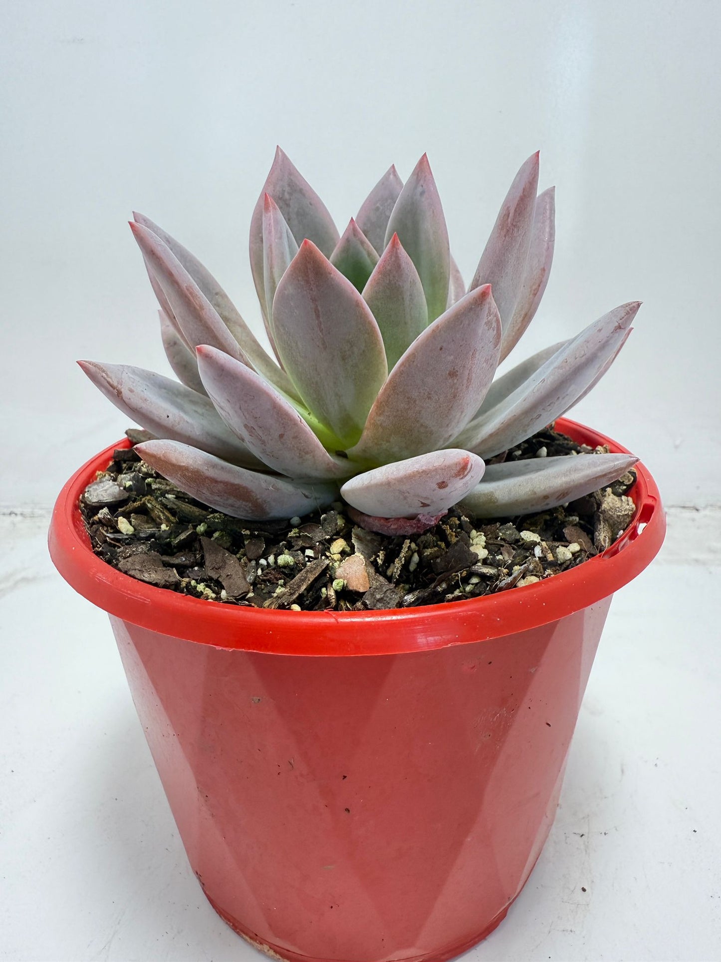 Buy Echeveria ‘Champagne Pink Purple’ – Elegant Rosette Plant|130mm