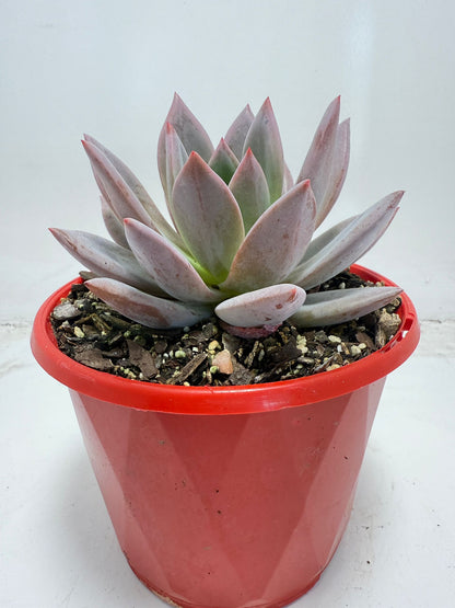 Buy Echeveria ‘Champagne Pink Purple’ – Elegant Rosette Plant|130mm
