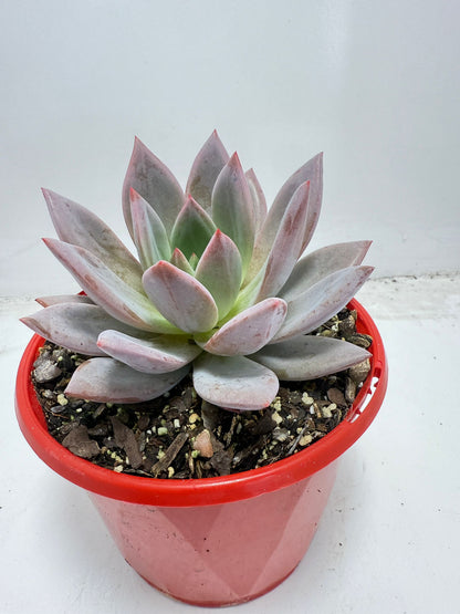 Buy Echeveria ‘Champagne Pink Purple’ – Elegant Rosette Plant|130mm