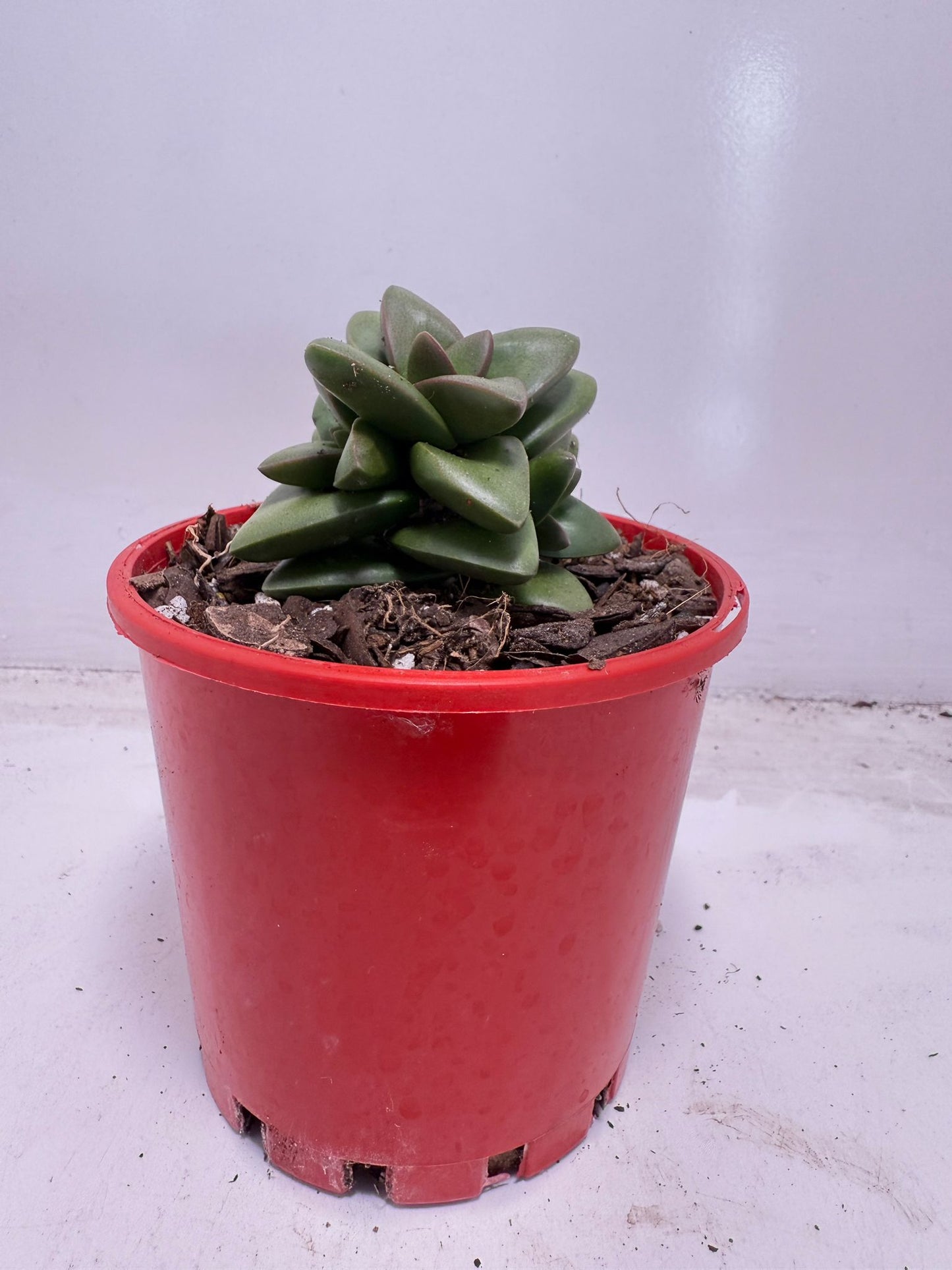 Crassula ‘Talisman’ – Perfect for Indoor & Outdoor Pots| 100mm