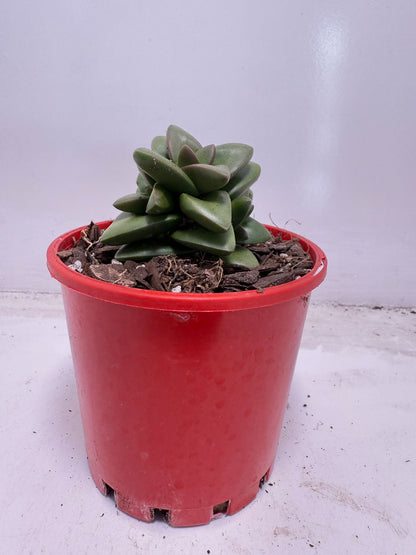 Crassula ‘Talisman’ – Perfect for Indoor & Outdoor Pots| 100mm
