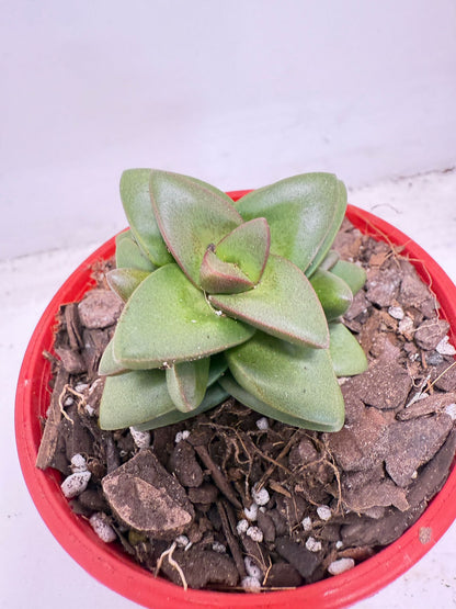 Crassula ‘Talisman’ – Perfect for Indoor & Outdoor Pots| 100mm