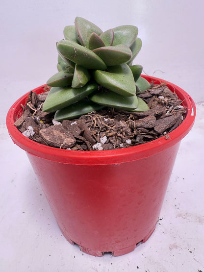 Crassula ‘Talisman’ – Perfect for Indoor & Outdoor Pots| 100mm