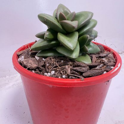 Crassula ‘Talisman’ – Perfect for Indoor & Outdoor Pots| 100mm
