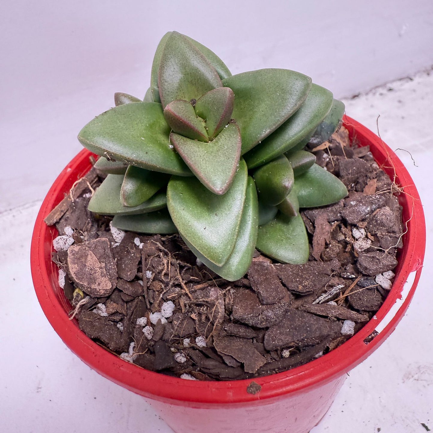 Crassula ‘Talisman’ – Perfect for Indoor & Outdoor Pots| 100mm