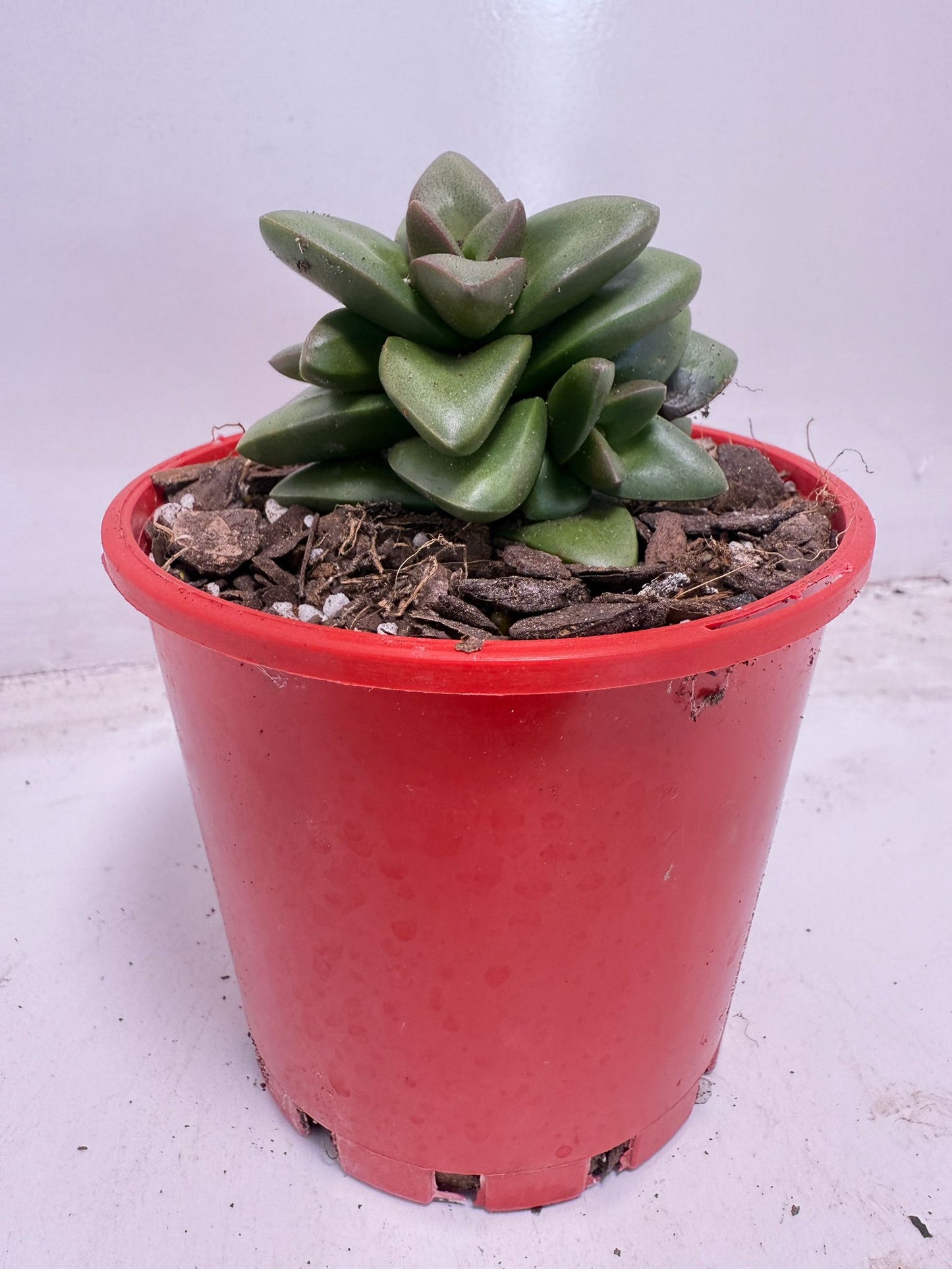 Crassula ‘Talisman’ – Perfect for Indoor & Outdoor Pots| 100mm