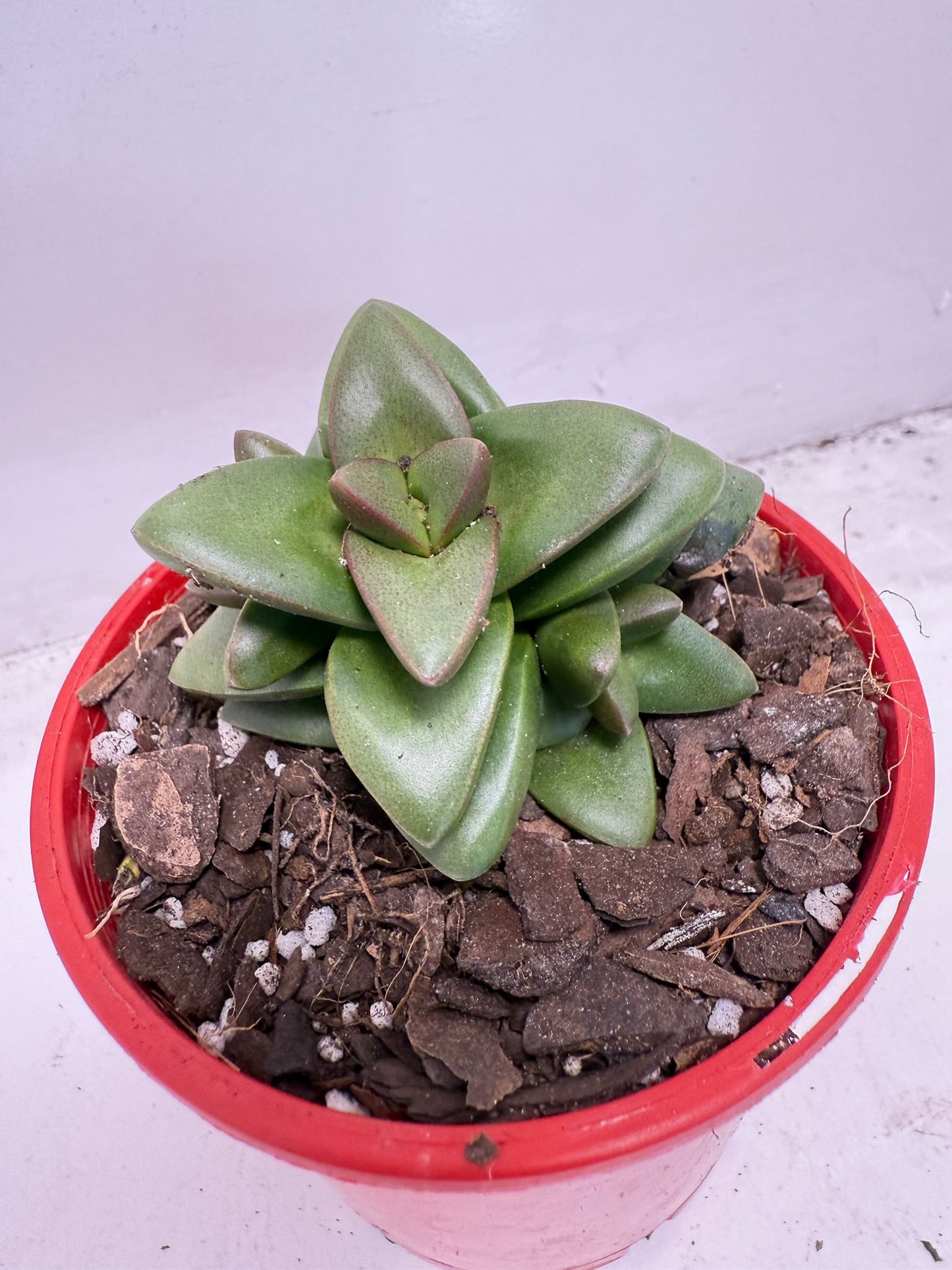 Crassula ‘Talisman’ – Perfect for Indoor & Outdoor Pots| 100mm