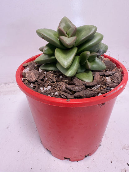 Crassula ‘Talisman’ – Perfect for Indoor & Outdoor Pots| 100mm