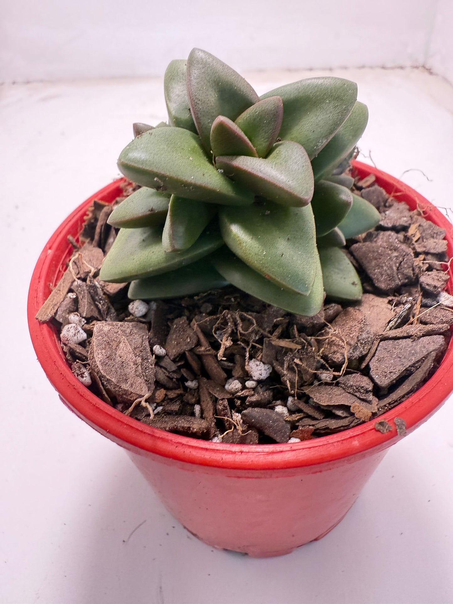 Crassula ‘Talisman’ – Perfect for Indoor & Outdoor Pots| 100mm