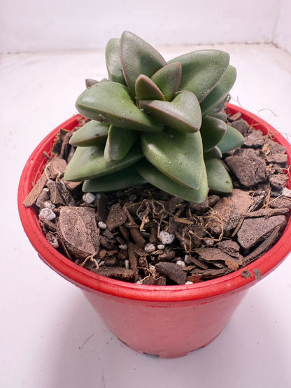 Crassula ‘Talisman’ – Perfect for Indoor & Outdoor Pots| 100mm