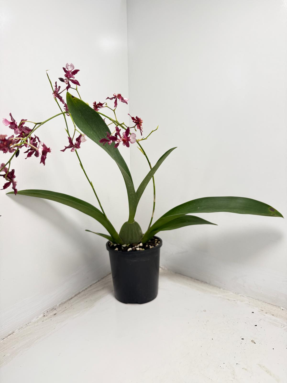 Oncidium Orchid(Jairak Fragrance Bordeaux)