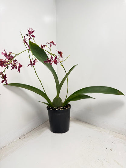 Oncidium Orchid(Jairak Fragrance Bordeaux)