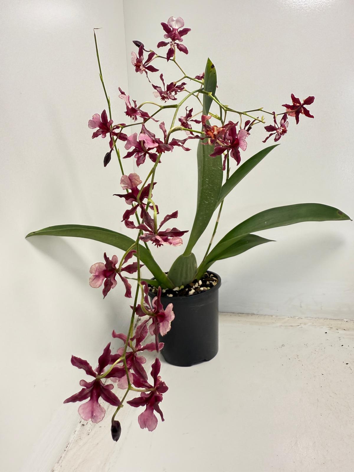 Oncidium Orchid(Jairak Fragrance Bordeaux)