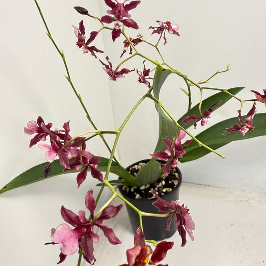 Oncidium Orchid(Jairak Fragrance Bordeaux)