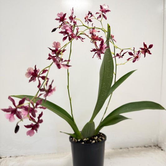 Oncidium Orchid(Jairak Fragrance Bordeaux)