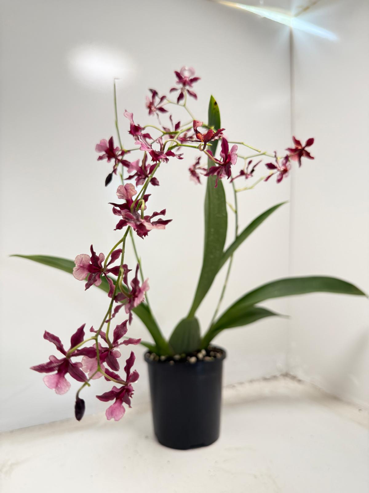 Oncidium Orchid(Jairak Fragrance Bordeaux)