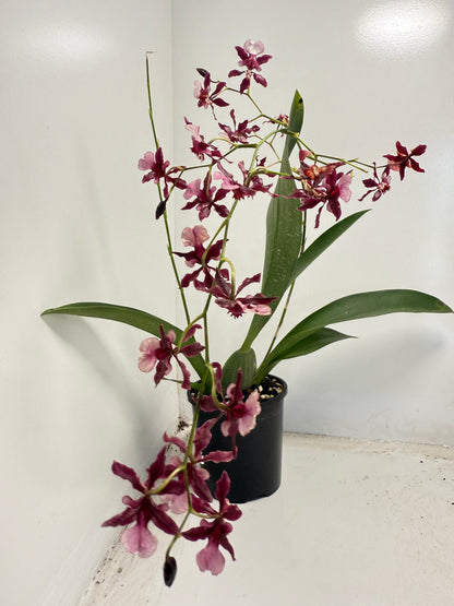 Oncidium Orchid(Jairak Fragrance Bordeaux)